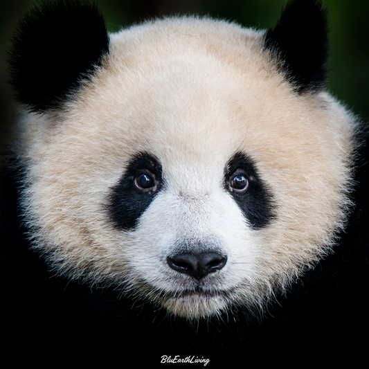 Panda Wall Art 'Kijk eens naar het vogeltje'