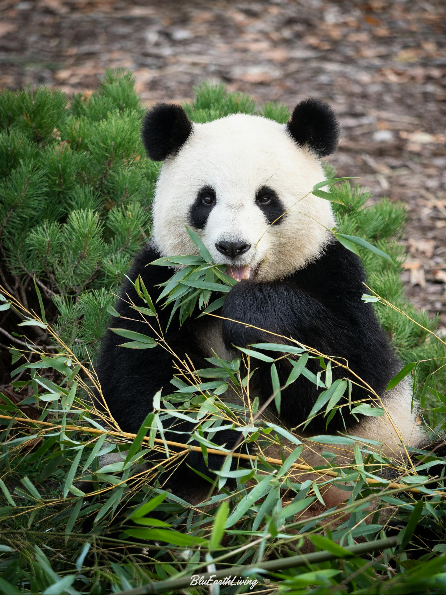 Panda Wall Art 'Bon appetit'