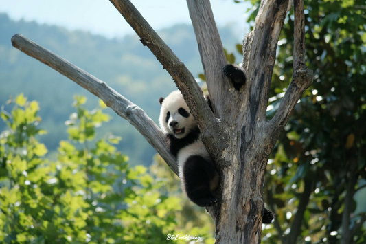 Panda Wall Art 'Op de uitkijk'